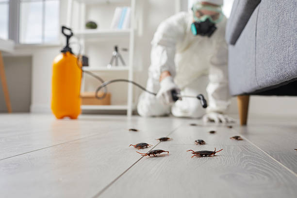 Post-Treatment Bed Bug Interceptor Monitoring in Effingham